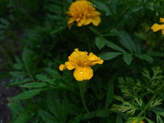 Vibrant Orange Marigolds in Full Bloom
