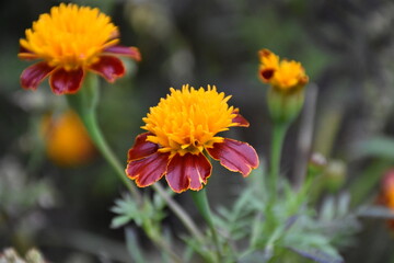 Vibrant Orange Marigolds in Full Bloom

