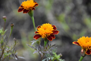 Vibrant Orange Marigolds in Full Bloom
