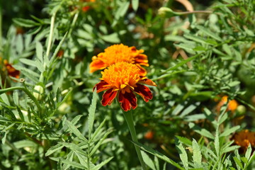Vibrant Orange Marigolds in Full Bloom
