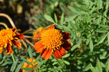 Vibrant Orange Marigolds in Full Bloom
