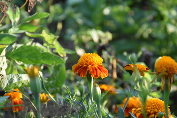 Vibrant Orange Marigolds in Full Bloom
