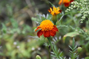 Vibrant Orange Marigolds in Full Bloom
