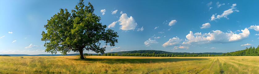 Obraz premium Lonely Tree in a Field Photo