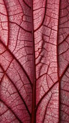 Fototapeta premium pink leaf veins abstract background illustration copy space design