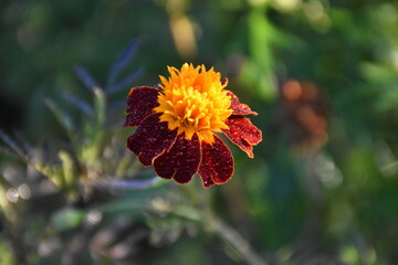 Vibrant Orange Marigolds in Full Bloom
