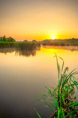Morning on lake , sunrise over the forest , summer morning . Trees on beach . Landscape with golden sun and sky , golden hour , green grass. Nature in wild . Reed on river . Sunrise on a lake .