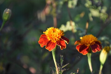 Vibrant Orange Marigolds in Full Bloom
