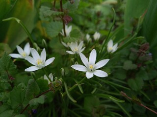 Starry Elegance: Ornithogalum umbellatum in Full Bloom

