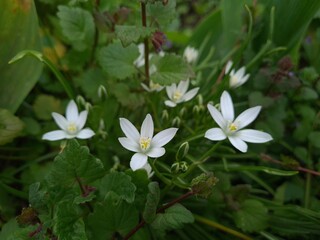 Starry Elegance: Ornithogalum umbellatum in Full Bloom
