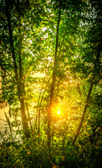 Fototapeta premium Sunrise over the river , trees and grass , golden hour in forest , summer morning . Sun over the woods , trees on the beach . Golden sun . Fog on a river . Morning landscape 