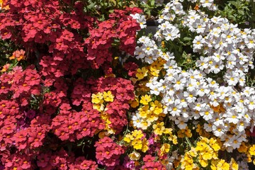 Fototapeta premium multi-colored phlox planters, red, fuchsia, white and yellow