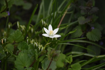 Starry Elegance: Ornithogalum umbellatum in Full Bloom
