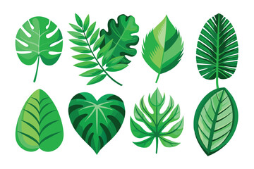 Set of Green Tropical Leaves with Different Shapes and Textures