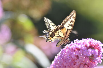 Schwalbenschwanz Schmetterling