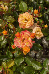 Blooming magical Rose Bright Smiles
