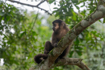  capuchino marrón en Puerto Iguazú, misiones.