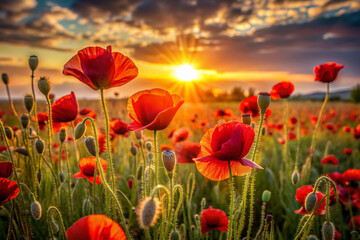 Fototapeta premium Vibrant red poppies sway gently in a serene summer sunset, surrounded by a warm golden glow that illuminates the entire field of blooming flowers.
