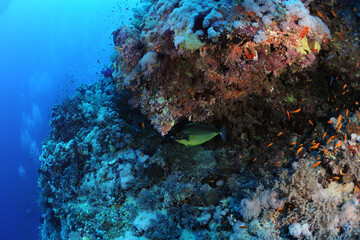 Diving is underwater swimming with special equipment. In English, where the word is taken from, the...