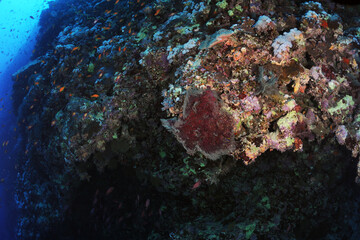 Diving is underwater swimming with special equipment. In English, where the word is taken from, the English word diving simply means 