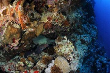 Diving is underwater swimming with special equipment. In English, where the word is taken from, the...