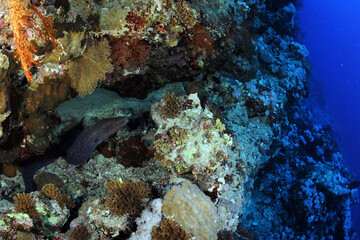 Diving is underwater swimming with special equipment. In English, where the word is taken from, the...