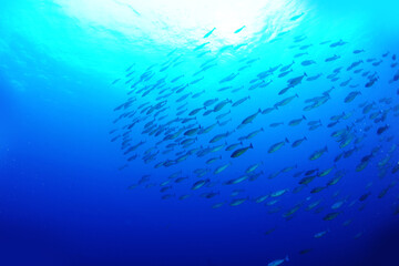 Diving is underwater swimming with special equipment. In English, where the word is taken from, the...