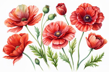 Obraz premium Delicate watercolor red flowers set, featuring a stunning poppy flower painting, perfect for adding a romantic touch to floral decor, greeting cards, and wedding invitations.