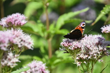 Schmetterling Tagpfauenauge