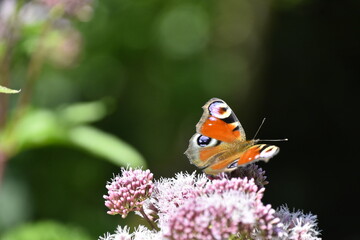 Schmetterling Tagpfauenauge