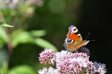 Schmetterling Tagpfauenauge