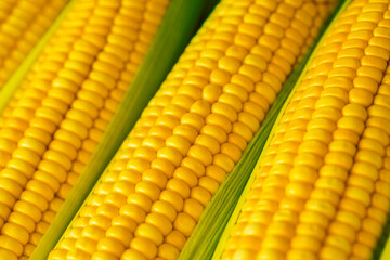 Ripe corn cobs