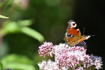 Schmetterling Tagpfauenauge