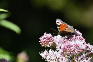 Schmetterling Tagpfauenauge