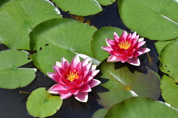 Seerose 