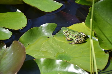 grüner Teichfrosch 