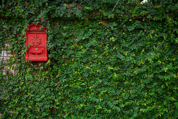 An antique red mailbox sits against a wall covered in green ivy, giving it a fresh and colorful feel.