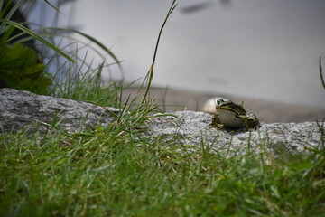 grüner Teichfrosch 