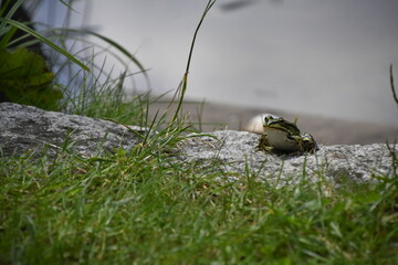 grüner Teichfrosch 