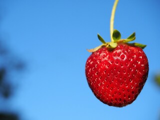 A close-up of a single ripe strawberry hanging delicately against a natural background. The bright red fruit stands out vividly, with its seeds and texture clearly visible