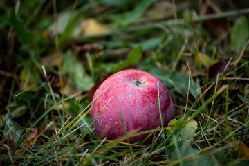 Red apple in the grass. Raindrops on apple. Wet apple after rain. Autumn harvest of apples.