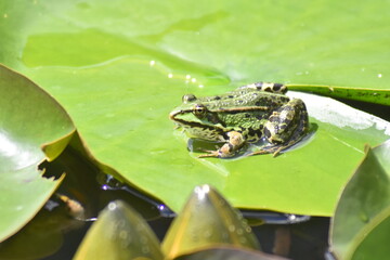 grüner Teichfrosch 