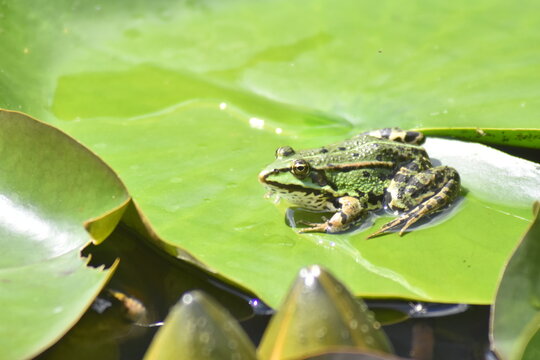 gr&uuml;ner Teichfrosch 