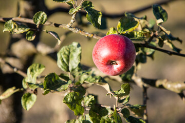 Red apples on a tree. Autumn harvest of apples. Warm evening light. Ripe apples on a tree branch