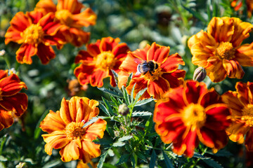 Bumblebee on flower. Autumn marigold flowers. Bright colors of autumn. Colored flowers. Orange flowers in the garden. Fall floral background