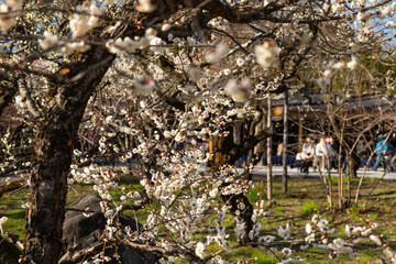 京都, 北野天満宮, 梅花、神社、梅花祭、白色、紅色、木、青空