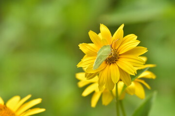 Insekten auf Blüten 
