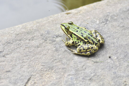 gr&uuml;ner Teichfrosch 