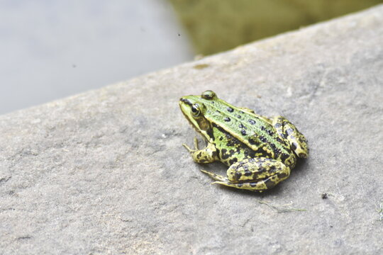 gr&uuml;ner Teichfrosch 