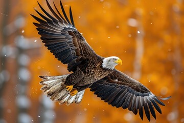 Fototapeta premium Elegant Eagle Flying with Bold Orange Hue